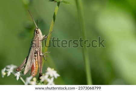 A small grasshopper, an insect, hangs on a grass stalk at the side of the picture. There is space for text. Light shines into the grass from above.