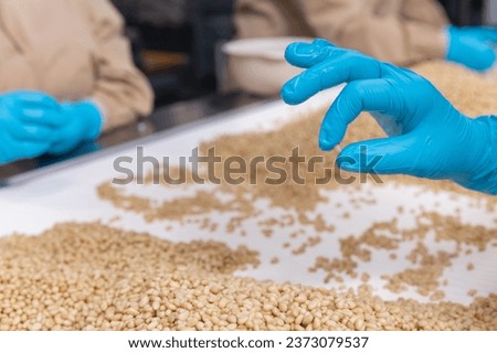 Worker hold in blue gloves raw pine nuts without shell on production line. Industrial factory of organic food cedar cones.