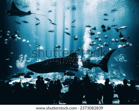 Great Shrink body Shark fish