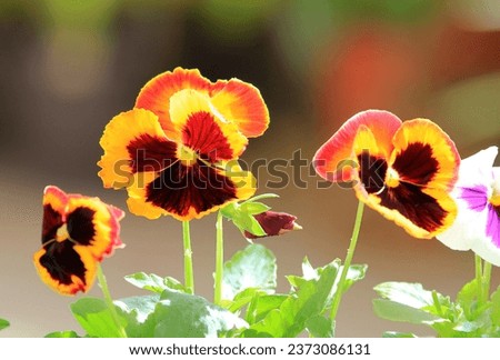 Multicolored flowers pansies on a blurry background in the garden
