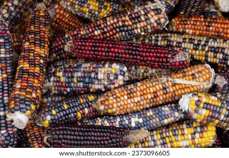 Corn cobs of different colors and with colorful corn kernels lie on top of each other and form a background. Royalty-Free Stock Photo #2373096605