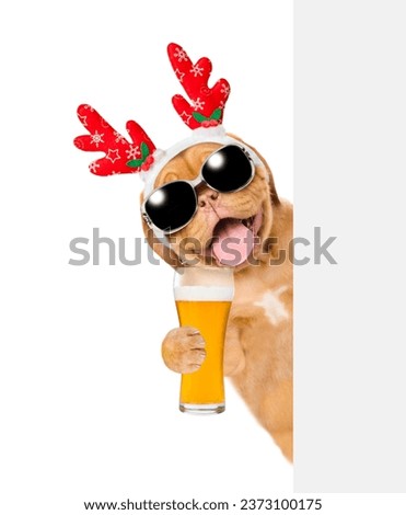 Happy Mastiff puppy dressed like santa claus reindeer  Rudolf looking from behind empty white banner and holds glass of beer. Isolated on white background