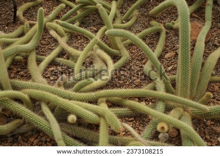 Cactus is a plant that is known for its thick, fleshy stem and its spines.