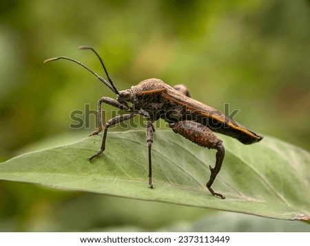 Coreidae is a large family of sap-sucking insects in the Hemipteran suborder Heteroptera. The name "Coreidae" comes from the genus Coreus, which comes from the Ancient Greek word meaning bedbug.