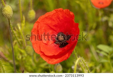The Poppy is a flower quick to take advantage of disturbed ground and flourishes in summer. In the desolation of the WW 1 battlefields they showed that nature can triumph over Mans destruction.