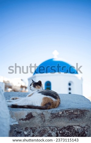 Cute tamed cat portrait lying on a beautiful coastal Mediterranean Sea landscape in Santorini,Greece