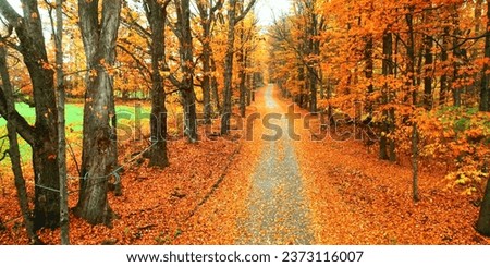 Autumn road through a fairy forest