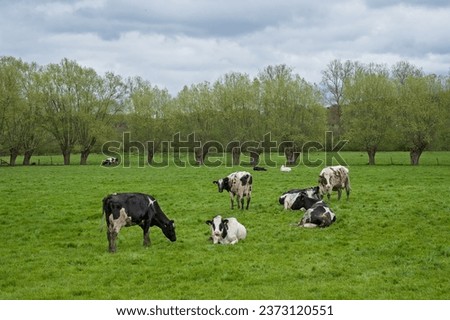 Spring meadow with cows and willow trees undery grey rainclouds in the flemish countryside Royalty-Free Stock Photo #2373120551