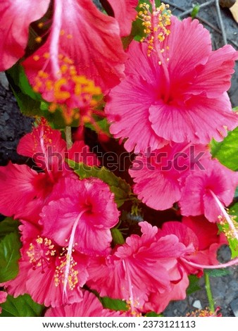 Hibiscus rosa-sinensis L.) consists of 5 petals, which are protected by an additional petal (epicalyx), 
The flowers are trumpet shaped with a flower diameter of around 6 cm to 20 cm. The pistil (pist Royalty-Free Stock Photo #2373121113