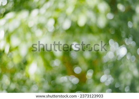 Blur abstract background. blur green leaf background.