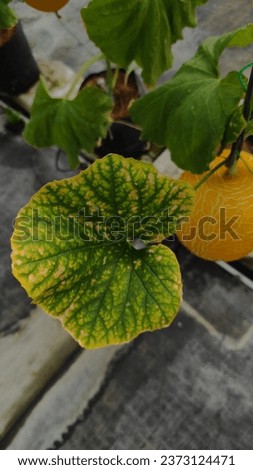 Melon leaf with Nutrient Deficiency 