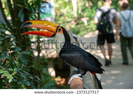 Toucan bird beautiful and awesome HD picture