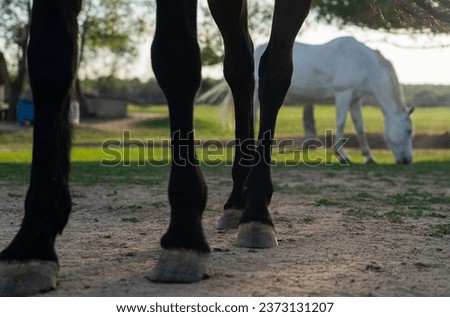 Brown horse legs and white horse background
