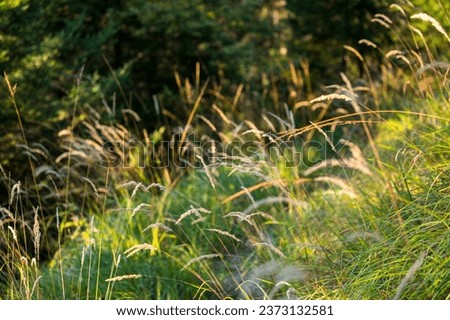 High mountain grass among the mountains of the Alps in summer