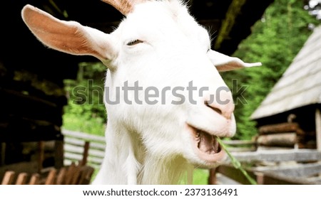 Beautiful picture of smiling goat