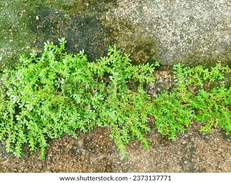 a type of moss plant that lives in cracked cement roads