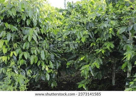 Coffee Plant, Robusta Coffee, In the Aceh region, this coffee was developed by Acehnese farmers Royalty-Free Stock Photo #2373141585