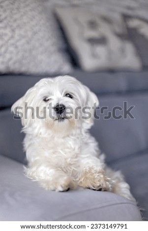 Cute white puppy, Maltese dog breed, sitting at home, happy and healthy pet dog