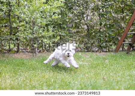 Cute white puppy, Maltese dog breed, running in garden, happy and healthy pet dog
