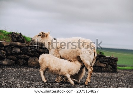 A baby sheep is drinking milk from her mother. Picture of a sheep with her baby. Sheep is feeding a lamb.