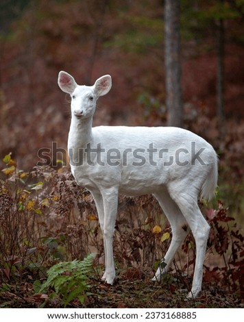 Portrait image of an albino white tailed deer doe profiled, looking at camera.  Autumn in Wisconsin