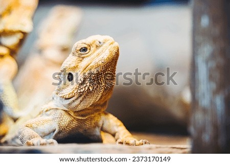 Portrait of a bearded dragon reptile or Pogona vitticeps