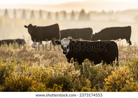 Herd of cattle grazing during morning light with light fog and mist in fall colours on ranch lands in Alberta Canada. Royalty-Free Stock Photo #2373174553