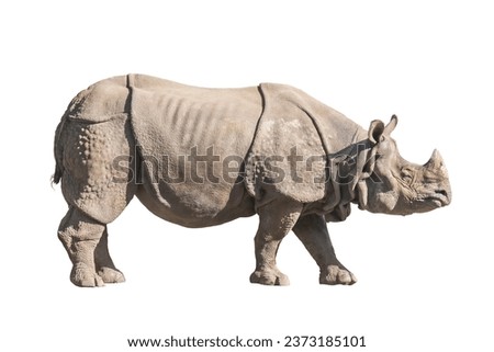 White rhinoceros isolated on white background. 