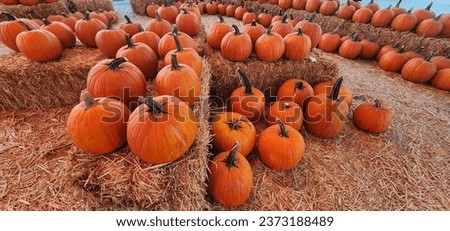 At Pumpkin Patch Getting Ready to Celebrate Fall Season And Halloween 