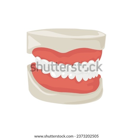 Model of jaw on white background
