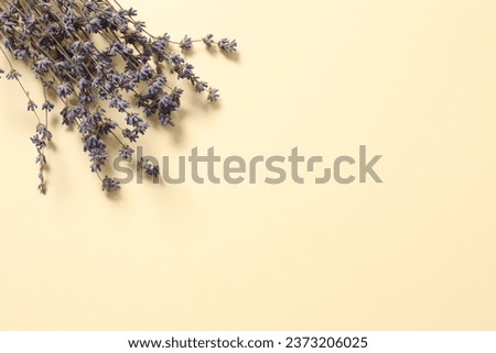 Dry lavender flowers on a colored background
