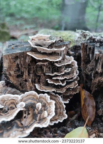 Wrośniak variegated - a parasitic fungus. The mushroom is not edible. Royalty-Free Stock Photo #2373223137