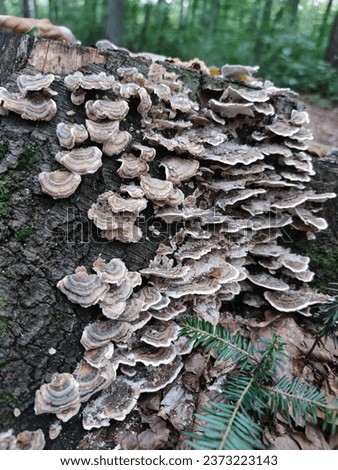 Wrośniak variegated - a parasitic fungus. The mushroom is not edible. Royalty-Free Stock Photo #2373223143