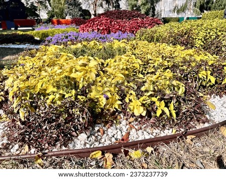 Autumn landscape. An urban flowerbed of bright flowers in yellow, blue and red.