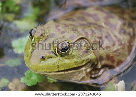 Bull frog close-up in the Huntley Meadows, VA wetlands