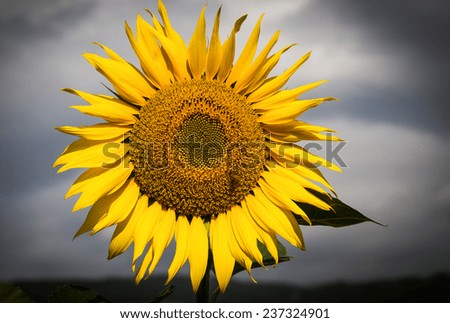 Photo of big sunflowers against the dark clouds