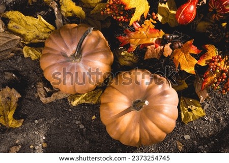 An festive outdoor picture of two pumpkins