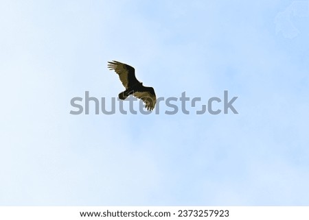 Carrion bird, flying in the blue sky of Santiago Nuevo León