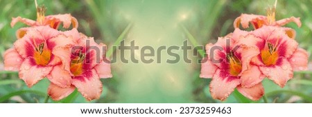 Summer background with daylily flowers. Widescreen floral banner with space for text and fractal effect, selective focus