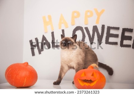 Pretty  cat between orange pumpkins on an  background happy background