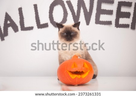 Pretty  cat between orange pumpkins on an  background happy background