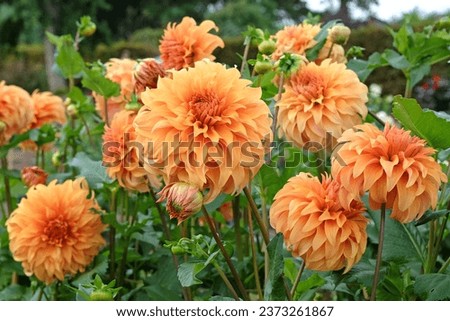 Golden yellow dinnerplate decorative dahlia 'Great Hercules' in flower.  Royalty-Free Stock Photo #2373261867
