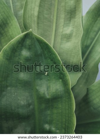 Natural plants photographed up close.