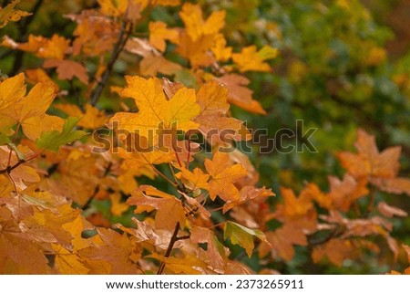 Autumn red brown leaves in soft focus on a blurry background. A full frame of colorful red-orange leaves. Warm sunlight. The background is a natural picture of a postcard. Golden Autumn concept