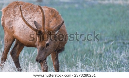 Yellowstone animals beautiful vivd elk  Royalty-Free Stock Photo #2373280251