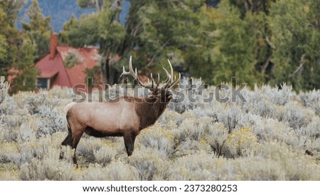 Yellowstone animals beautiful vivd elk  Royalty-Free Stock Photo #2373280253