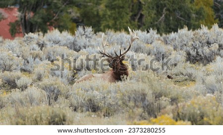 Yellowstone animals beautiful vivd elk  Royalty-Free Stock Photo #2373280255
