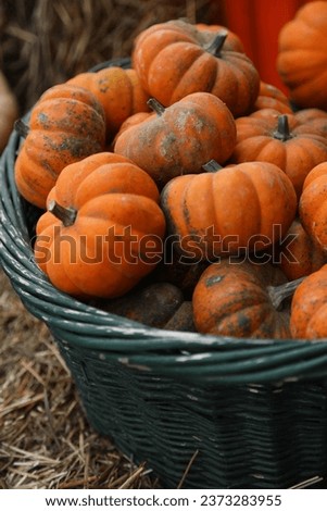 it's pumpkin time, Nice picture