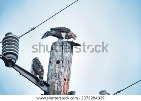 Hawks perching on pole near power lines, enjoying dinner