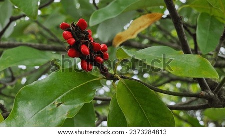Magnolia Seeds: A close-up of red seeds hanging from a lush green magnolia tree, a beautiful blend of colors in nature's palette.

